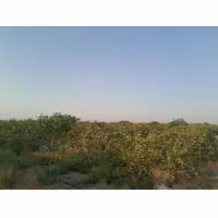 باغ پسته ثمری|فروش زمین و ملک کلنگی|زید آباد, |دیوار