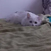 گربه خونگی