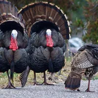 جوجه بوقلمون نر