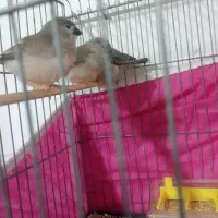 فنچ|پرنده|بندرعباس, |دیوار