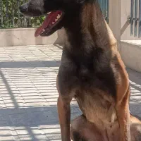 سگ مالینویز|سگ|بهشهر, |دیوار