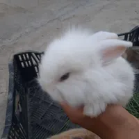 بچه خرگوش جرسی اصل