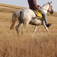 مادیان کورد کت و کلفت ،۷ساله،یورقه  عالی|اسب و تجهیزات اسب‌سواری|تبریز, |دیوار