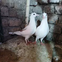 اسباب بازی کفتر|اسباب‌بازی بچه|تربت‌حیدریه, پائین ولایت|دیوار