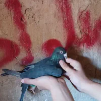 کبوتر رنگه|پرنده|سیدآباد, |دیوار