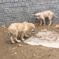 2 تا توله دزدیده شده|حیوانات|محمدبار, |دیوار