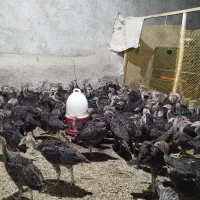 جوجه بوقلمون