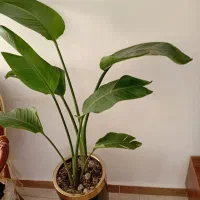 گل آپارتمانی
