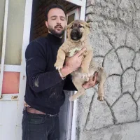 سگ سرابی اصیل|سگ|خسروشاه, |دیوار