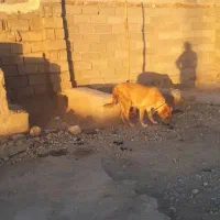 سگ سرابی ماده|سگ|خرم‌آباد, |دیوار