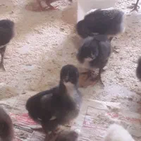 جوجه ۲۰ روزه