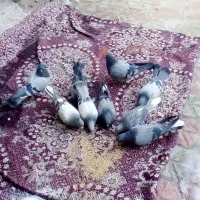 سلام ین 3تا رو گم کردم هرکس پیدا کرد مژدگانی میدمش