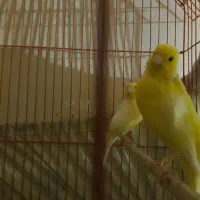 چهار تا قناری هشت نه ماهه