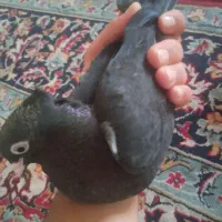 دو عدد کبوتر سبز آبادانی|پرنده|ایذه, |دیوار