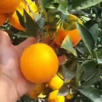 پرتقال تامسون چیده شده