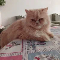 پرشین سه ساله