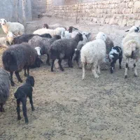 فروش گوسفند