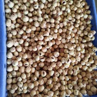 انجیر ارگانیک|خوردنی و آشامیدنی|شیراز, شهرک پرواز|دیوار