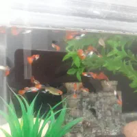 ماهی گوپی|ماهی|اصفهان, ملکشهر|دیوار