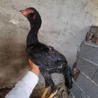 لاری ۴ماهه خروس|حیوانات مزرعه|گمیشان, |دیوار