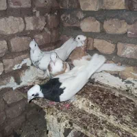 کبوتر|پرنده|بردسکن, |دیوار