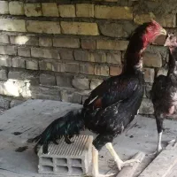 مرغ و خروس لاری نژاد افغان|حیوانات مزرعه|اصفهان, جاوان|دیوار