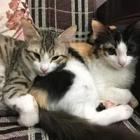 واگذاری دو گربه یک و نیم ساله
