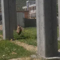 مرغ و خروس