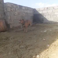 پیتبول ماده