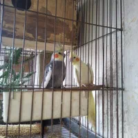 عروس هلندی مولد با ۳جوجه|پرنده|چابهار, |دیوار