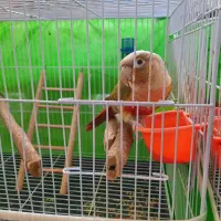 ۲عدد گرینچیک ماده