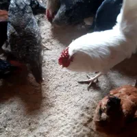 فروش خروس سفید چهل تاج و ساده و ....|حیوانات مزرعه|تفت, |دیوار