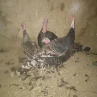 بوقلمون نروماده|حیوانات مزرعه|زهک, |دیوار