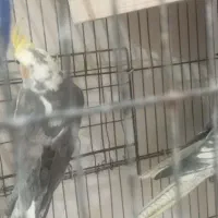 عروس هلندی نروماده جفت