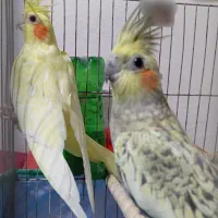 عروس هلندی