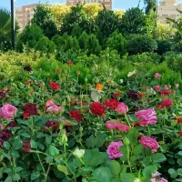 خدمات باغبانی احمدی سرویس به تمام نقاط تهران|خدمات باغبانی و درختکاری|تهران, کامرانیه|دیوار