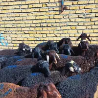 19 راس بره نر شیر مست پای پرواری