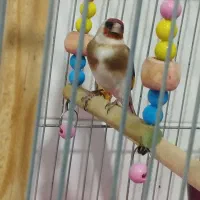 سهره ماده جوجه قفس