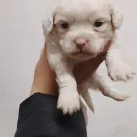 توله سگ های پیکینیز