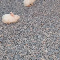 خرگوش سفید