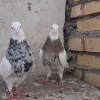 کبوتر طوقی