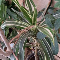 ح ر ا ج گیاهان آپارتمانی|گل و گیاه طبیعی|کرج, بنیاد|دیوار