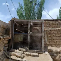 قفس|لوازم جانبی حیوانات|داران, |دیوار