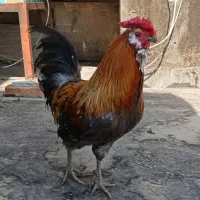 خروس