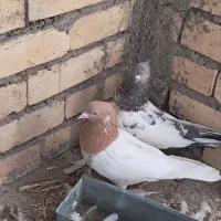 یه جفت کله و شیر سبز