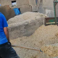 کاه . علوفه دامی