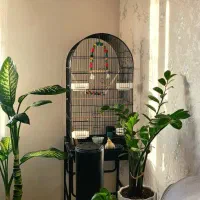 قفس طوطی و عروس هلندی