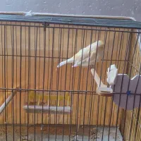 قناری زردزیبا|پرنده|خمینیشهر, |دیوار