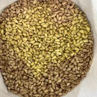پستهی واقعی و تازه،مستقیم از تولیدکننده|خوردنی و آشامیدنی|یزد, |دیوار