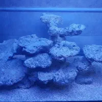 سنگ مرجانی آکواریوم
